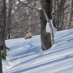 冬山のキタキツネ